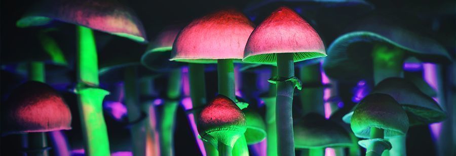 r/shrooms: Your Gr/shrooms: El Subreddit De Referencia Para Informarte Sobre Psilocibino-To Subreddit For Psilocybin Information