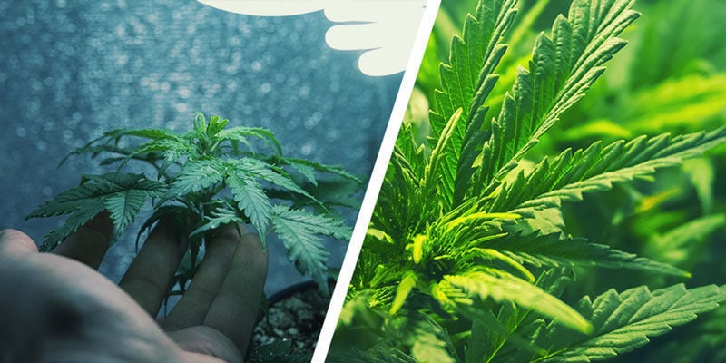 ¿Qué Es El Micro Cultivo Y En Qué Se Diferencia Del Cultivo Habitual De Marihuana?