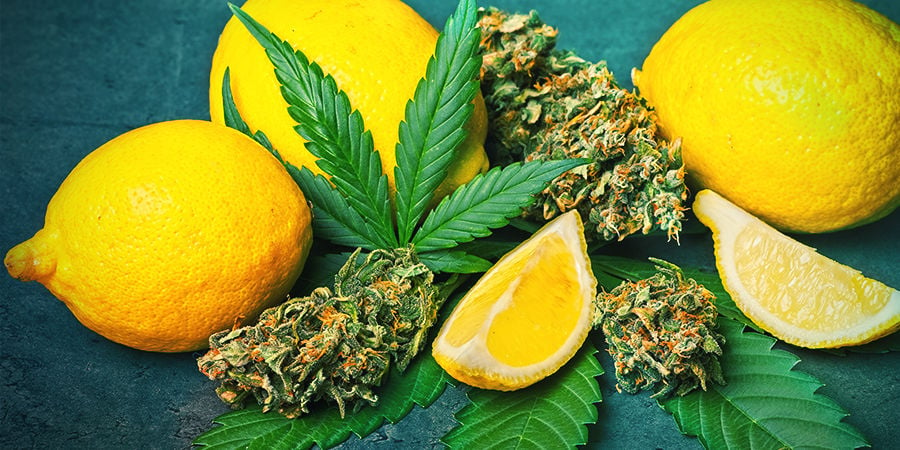 Limoneno En Cannabis