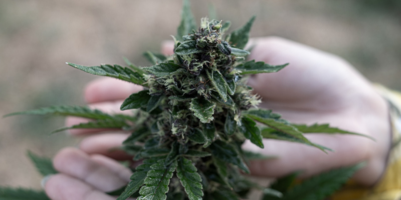 Las 3 mejores variedades por terpenos