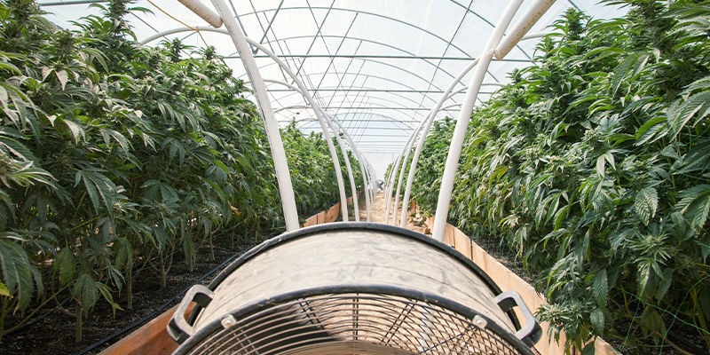 El Cultivo Convencional De Cannabis