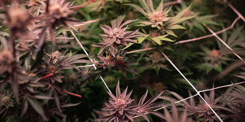 Cómo Hacer Un Sistema De Cultivo Vertical Para Cannabis