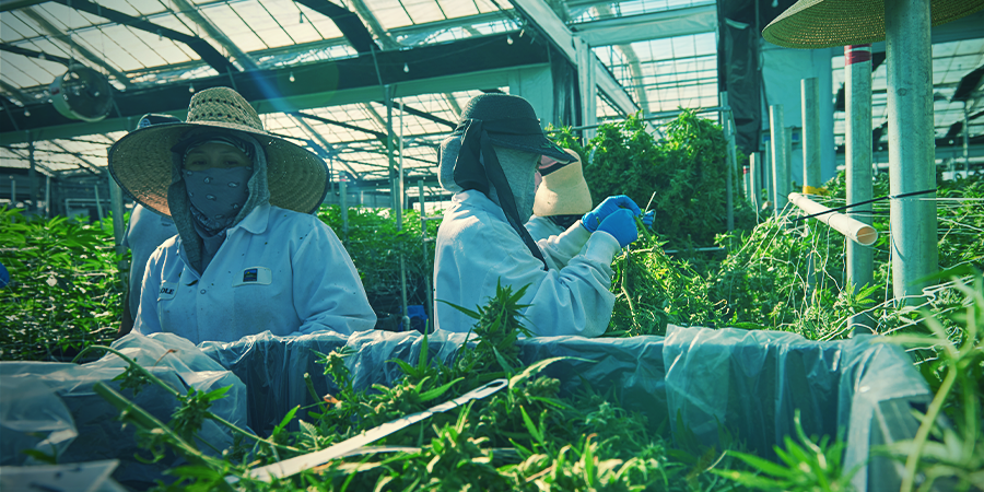 Cultivo Vertical: ¿El Futuro Del Cultivo De Cannabis?