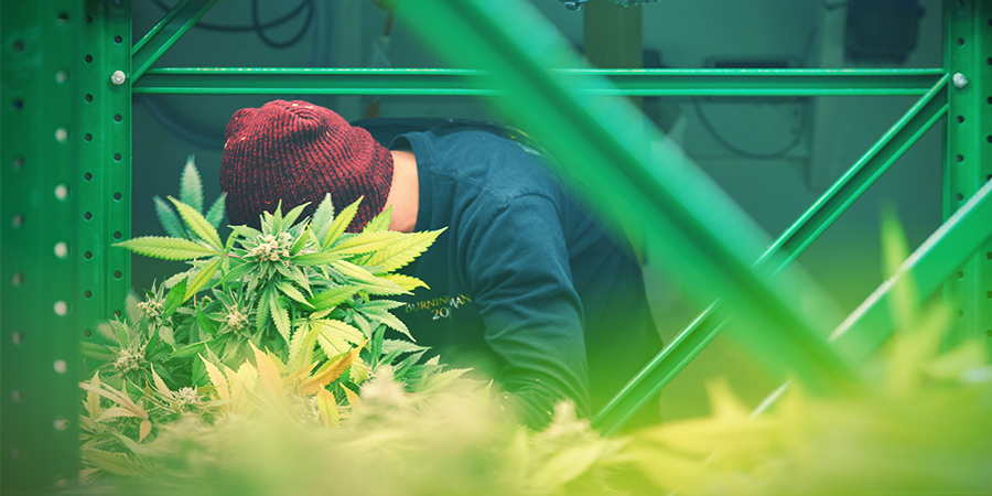 Sistema De Estantes - Cultivo Vertical De Marihuana