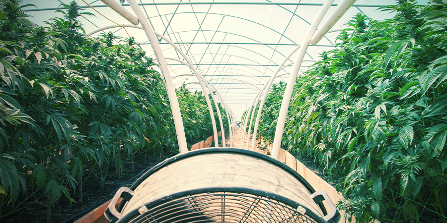 El Cultivo Convencional De Cannabis