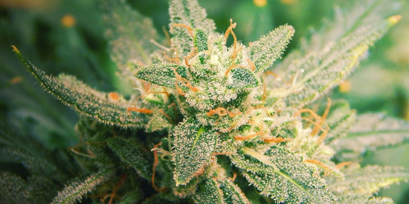 Siete Factores Que Afectan A La Floración Del Cannabis: ¿Qué Puedes Hacer?