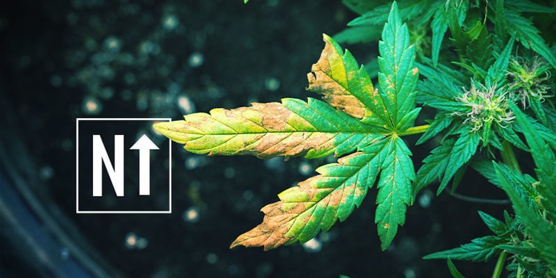 Factores Que Pueden Afectar A La Floración Del Cannabis: Mala Fertilización