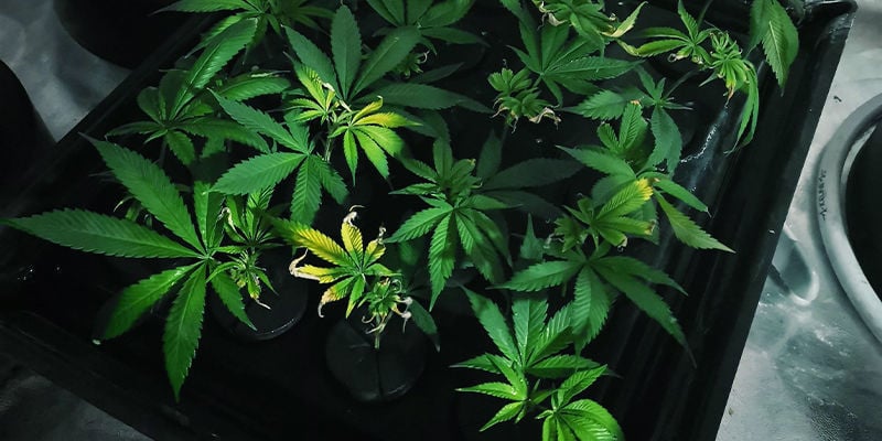 Cómo Regar Tus Plantas De Marihuana: Plato De Drenaje