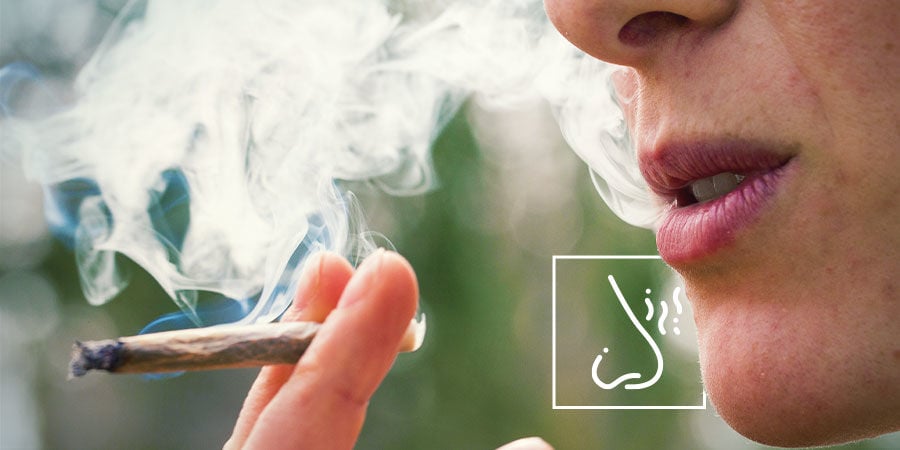 Detectar Los Contaminantes De La Marihuana: Fíjate En El Sabor Y Aroma Del Humo O Vapor