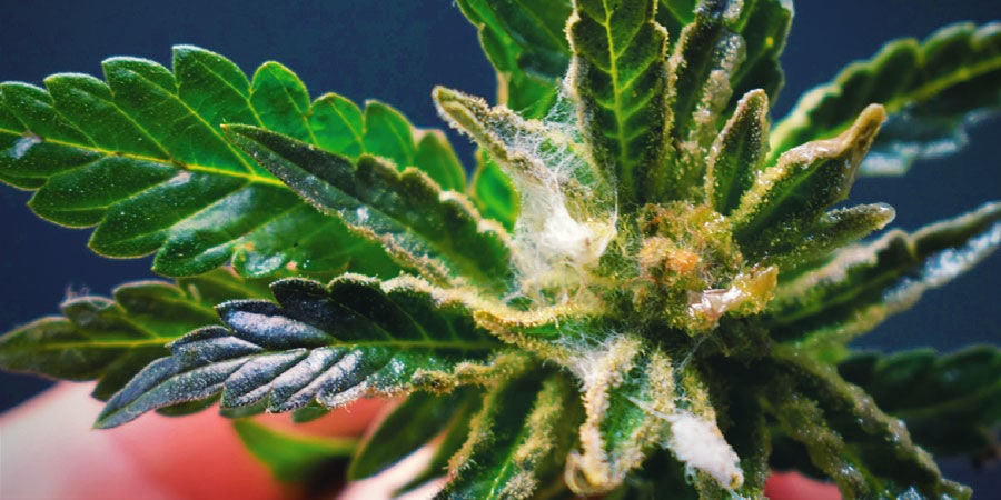 Tipos De Contaminantes Del Cannabis: Hongos Y Moho