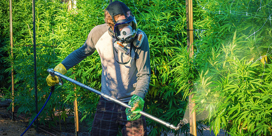 Tipos De Contaminantes Del Cannabis: Pesticidas Y Fertilizantes Industriales