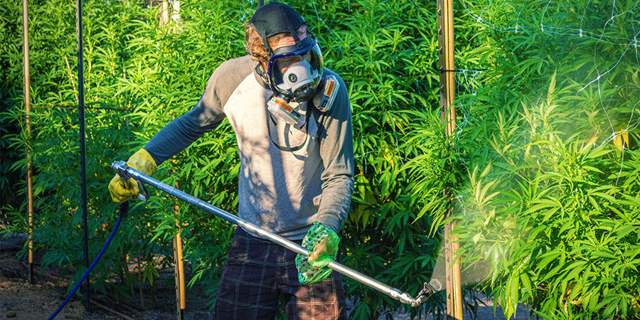 Tipos De Contaminantes Del Cannabis: Pesticidas Y Fertilizantes Industriales