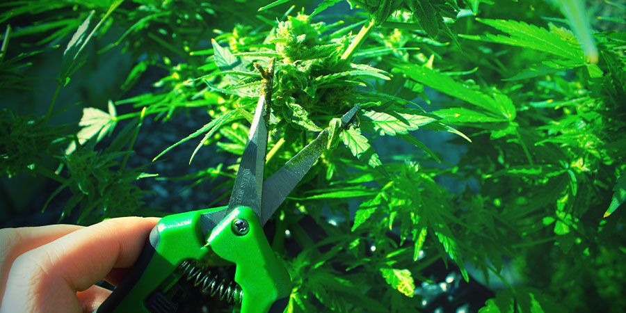 Tijeras O Tijeras De Podar - Cultivar Marihuana