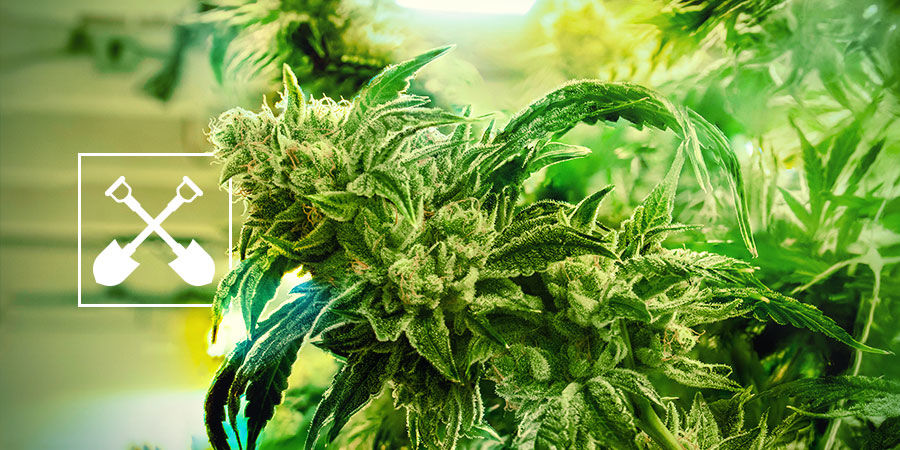 ¿Qué Necesitas Para Cosechar Plantas De Marihuana?