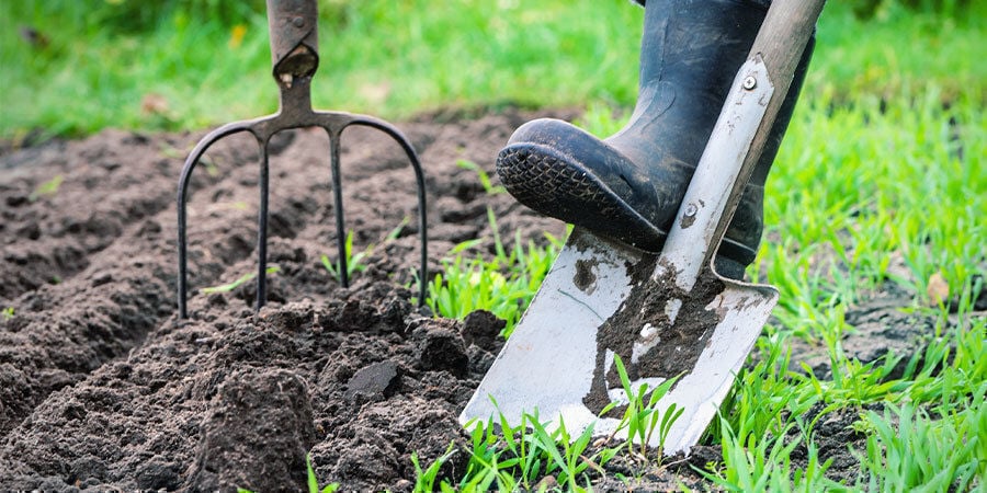 Cultivar Pimientos Para Principiantes: Prepara Lugar Cultivo