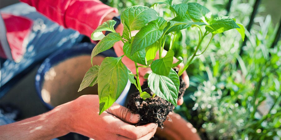 Cultivar Pimientos Para Principiantes: Trasplanta Y Riega Plántulas