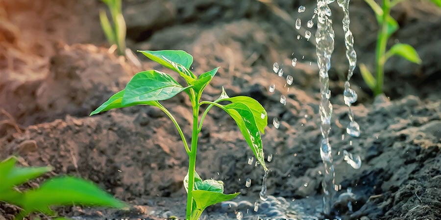 Cultivar Pimientos Para Principiantes: Añade Fertilizante Durante Floración