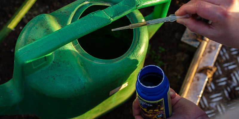 Cuidados de la planta de chile: riego, abonado y cuidados generales