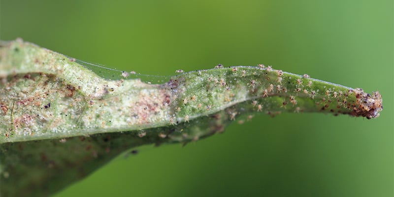 Problemas habituales al cultivar chiles en exterior