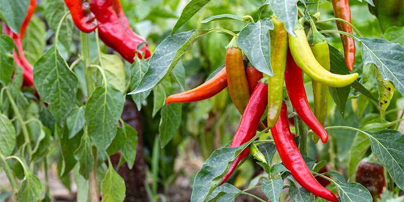 Cultiva tus propios chiles: consejos finales para tener &eacute;xito