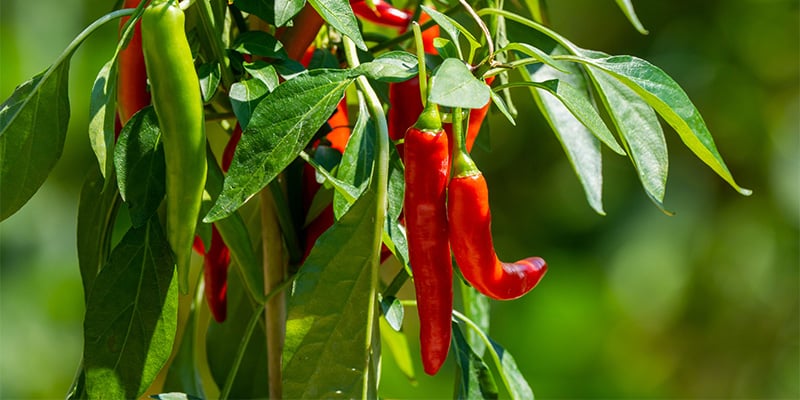 C&oacute;mo cultivar chiles m&aacute;s picantes y sanos