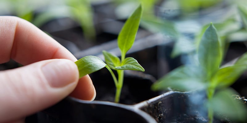 Fase de pl&aacute;ntula: crecimiento temprano del chile