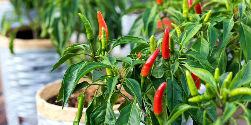 &iquest;Por qu&eacute; cultivar tus propios chiles en exterior?