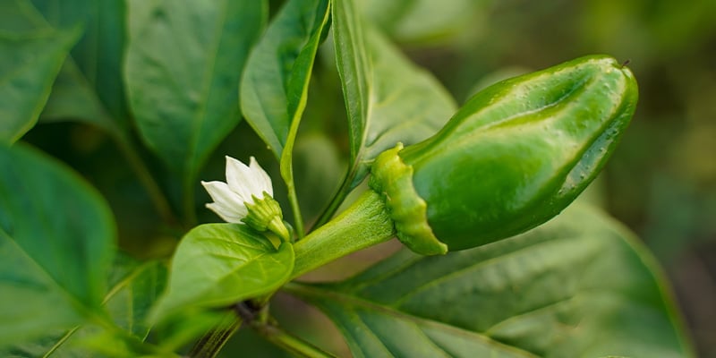 De la flor a los primeros chiles