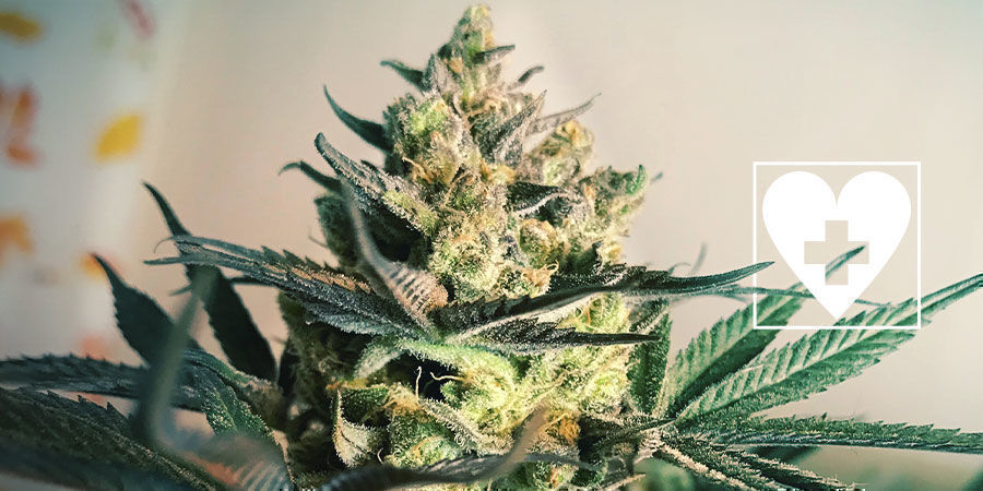 Nuevas Variedades Con CBD - Royal Queen Seeds