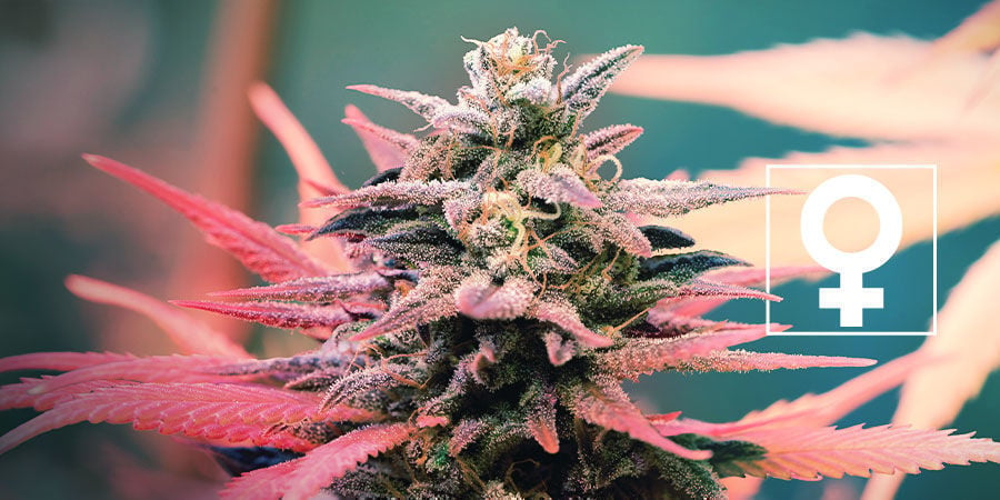 Nuevas Variedades Feminizadas - Royal Queen Seeds