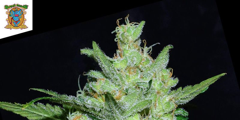 Green Poinson F1 Fast Version (Sweet Seeds)