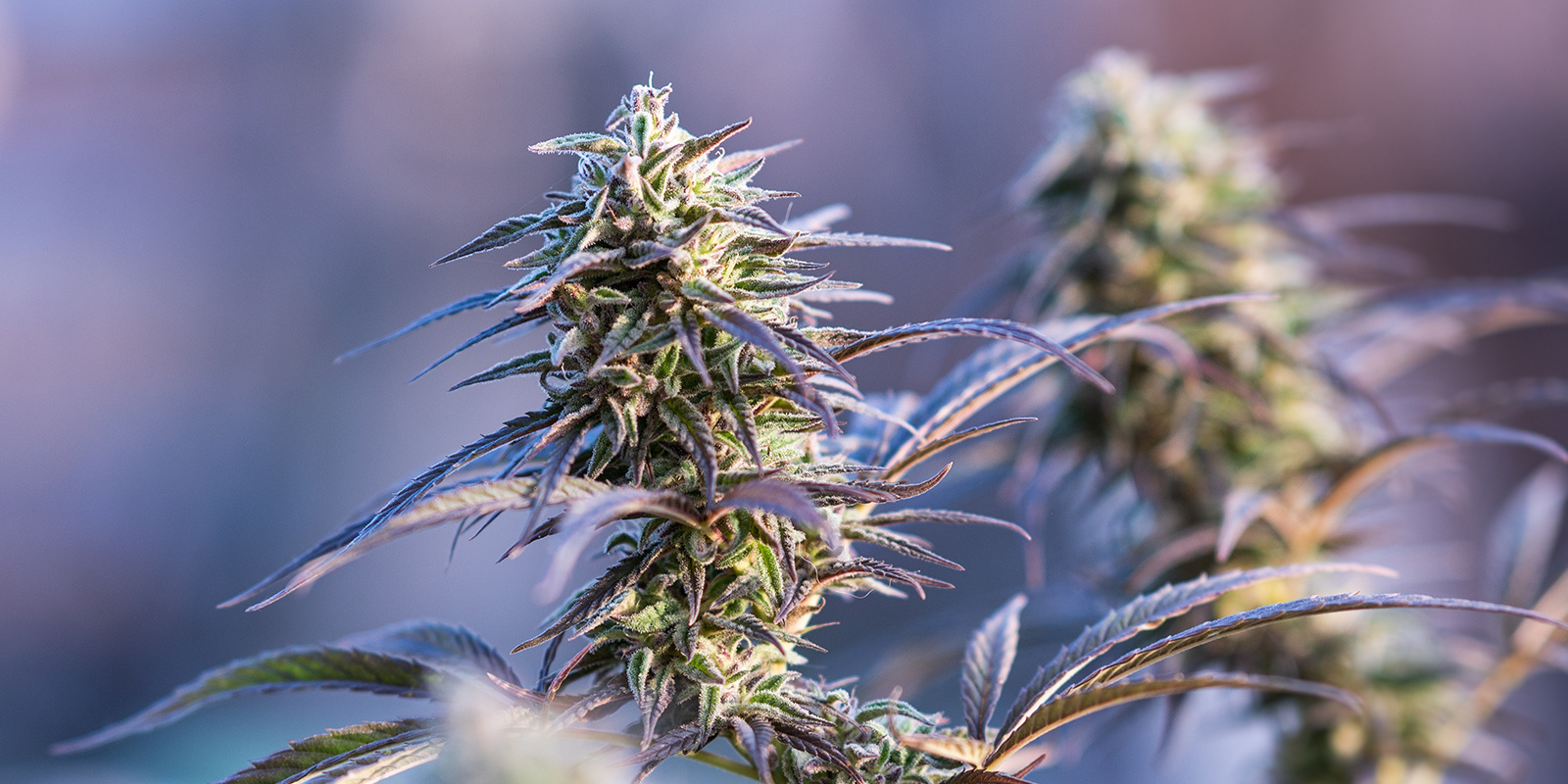 Sweet Skunk Autofloreciente (Sweet Seeds)