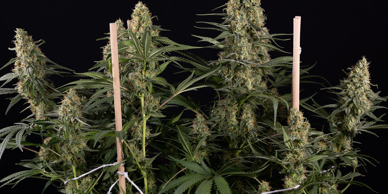 Rápidas, fáciles de cultivar y listas en muy poco tiempo