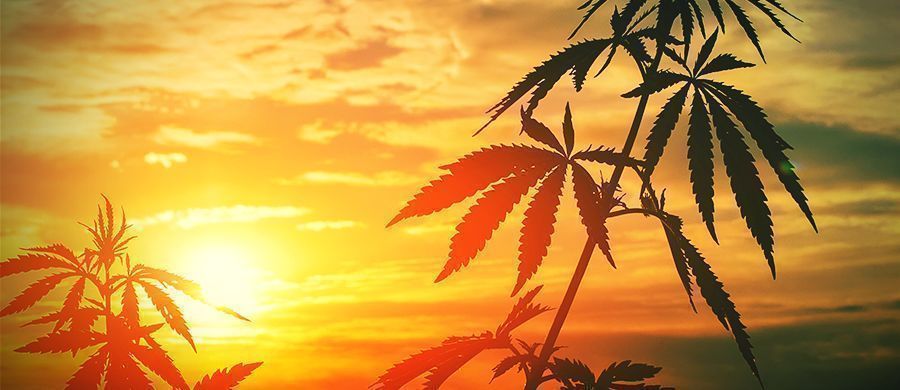 r/outdoorgrowing: Para Cultivar Al Aire Libre