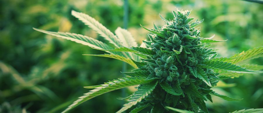 r/trees: La Comunidad Cannábica Informal
