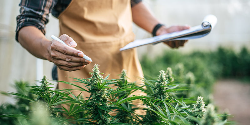 7 Trabajos De La Industria Del Cannabis