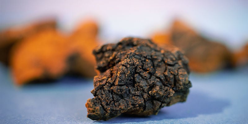 ¿Qué Aspecto Tiene El Hongo Chaga?