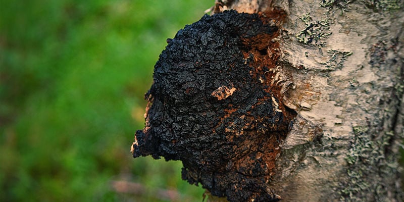 ¿Qué Es El Hongo Chaga?