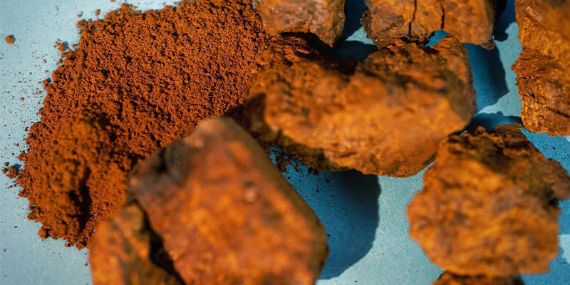 Seta Chaga Entera: Fresca O Seca