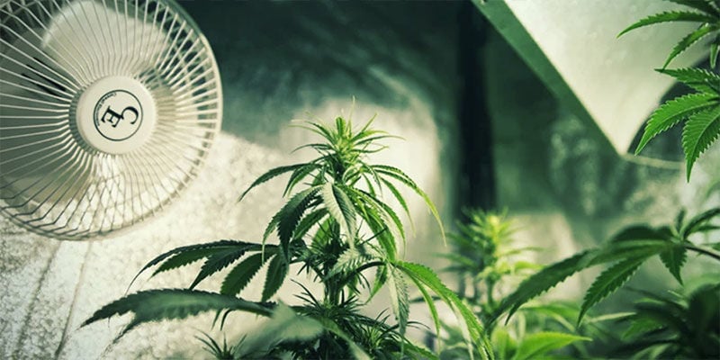 Controlar La Floración Del Cannabis Con Privación De Luz: Asegura Una Ventilación Adecuada