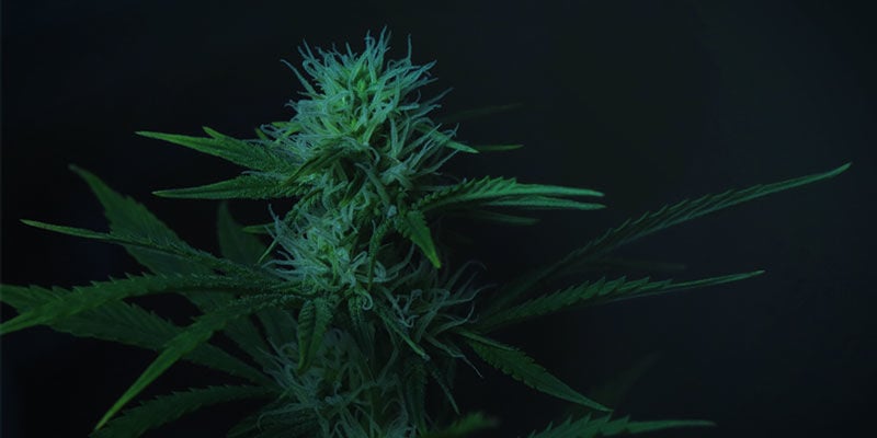 Cómo Usar La Privación De Luz Para Controlar La Floración Del Cannabis: Cultivo Interior