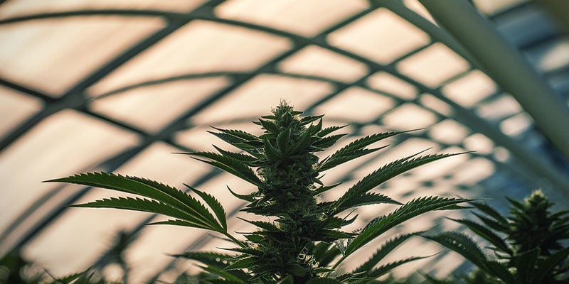 Cómo Usar La Privación De Luz Para Controlar La Floración Del Cannabis: Privación De Luz En Invernadero