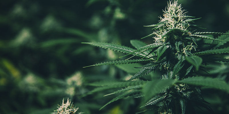 Controlar La Floración Del Cannabis Con Privación De Luz: ¿Qué Es La Privación De Luz De Un Cultivo?