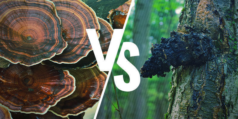 Cómo Compara Reishi Con Otras Setas Adaptogénicas