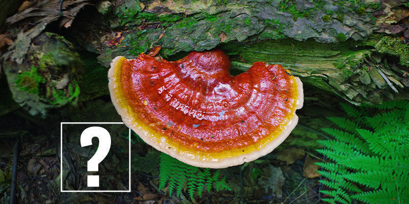 Setas Reishi: ¿Merecen La Pena?