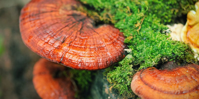 ¿Qué Es Seta Reishi (Ganoderma Lucidum)