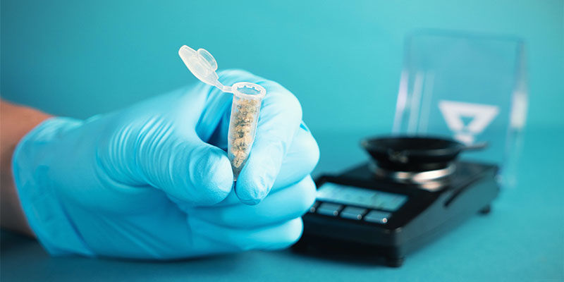 Por Qué Analizar El Nivel De THC Y CBD De Los Productos De Marihuana