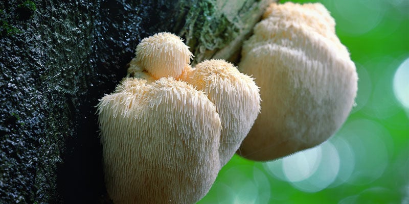 Melena De León (Hericium erinaceus)