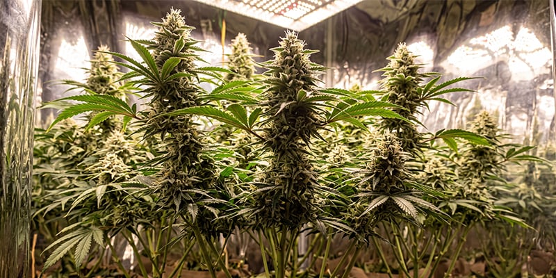 Mexican Sativa Mexican Sativa