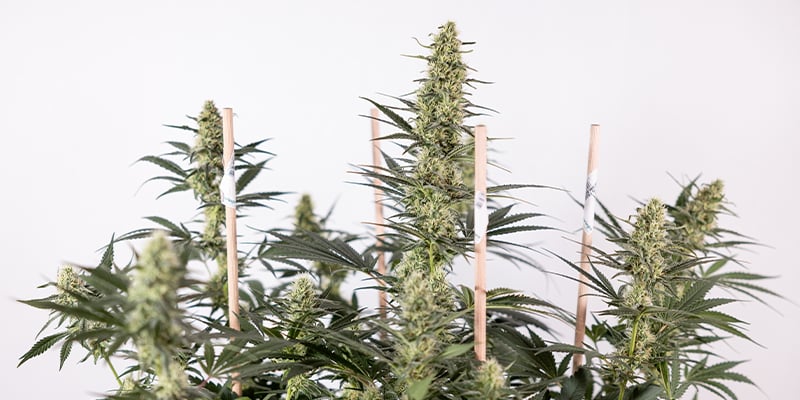 Regular seeds: a classic choice for serious growers Regular seeds: a classic choice for serious growers
